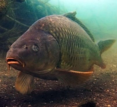 H20 Akváriumház - Pákász Tanya Kemping - Agárd, szállás, velencei-tó